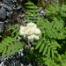 Greene's Mountain Ash - Photo (c) judith holm, some rights reserved (CC BY-NC-ND), uploaded by judith holm
