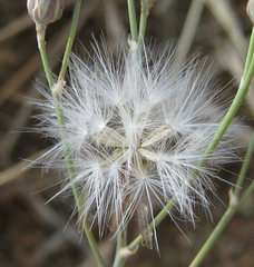 Asteraceae