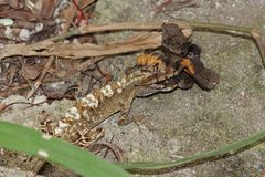 Anolis lyra