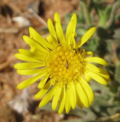 Asteraceae