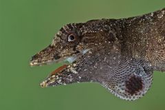 Anolis lyra