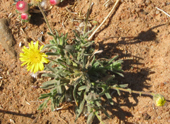 Asteraceae