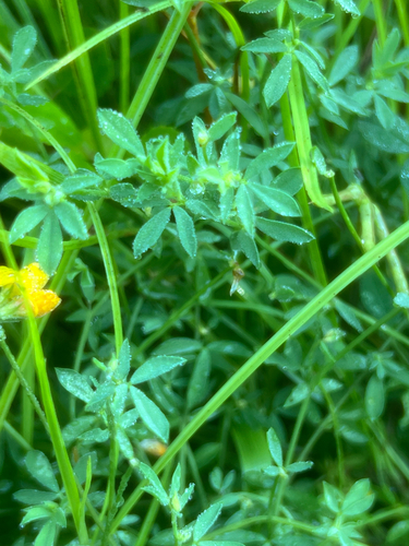 Lotus tenuis iNat (3)