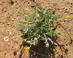 Asteraceae