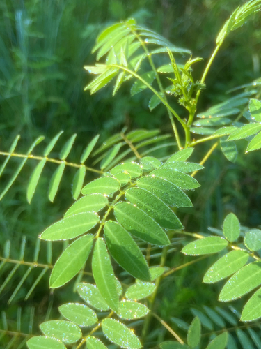 Senna hebecarpa iNat (3)