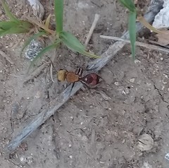 Dasymutilla snoworum