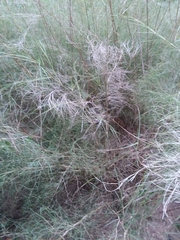 Muhlenbergia dumosa