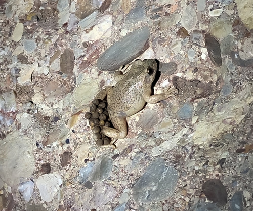 Catalonian Midwife Toad, Barcelona, ES-CT, ES, photo 7 of 10