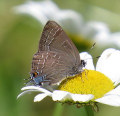 Satyrium caryaevorus