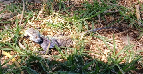 Kunene Ridgeback Agama