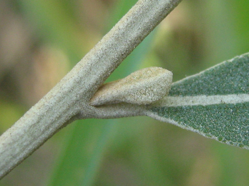 Tarchonanthus camphoratus image