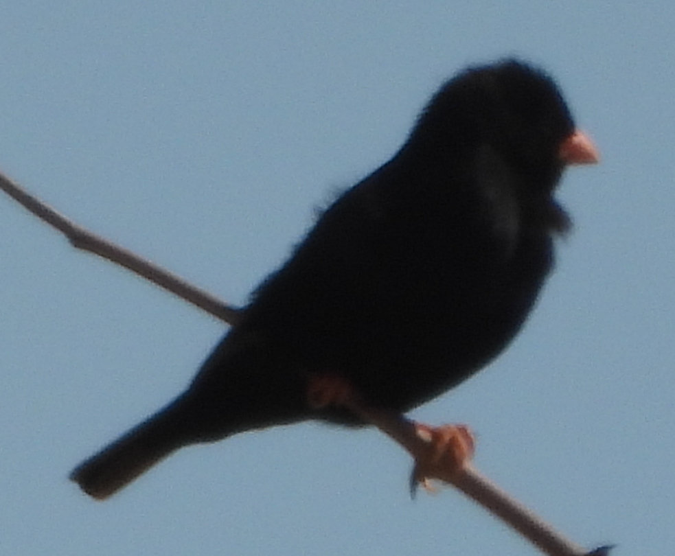 Village Indigobird (Vidua chalybeata)