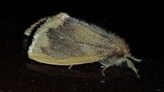 Euproctis fimbriata