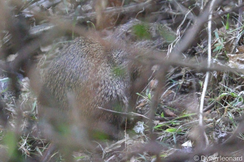 ヨシネズミ
