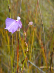 Utricularia volubilis