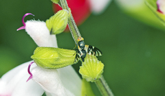 Sphaeniscus atilius