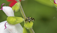 Sphaeniscus atilius