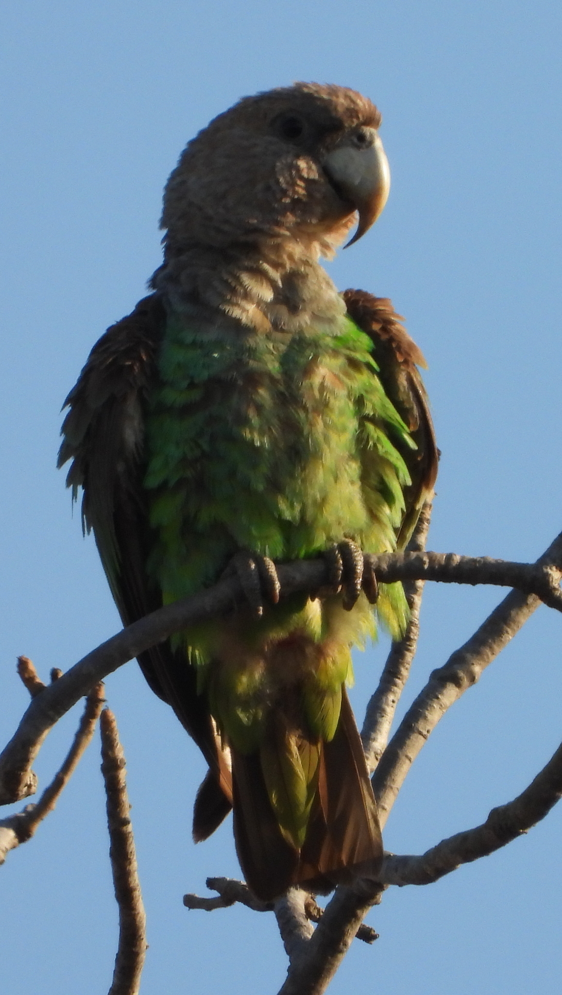 Cape Parrot (Poicephalus robustus), photo 4