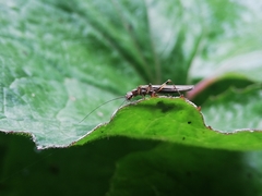 Plecoptera