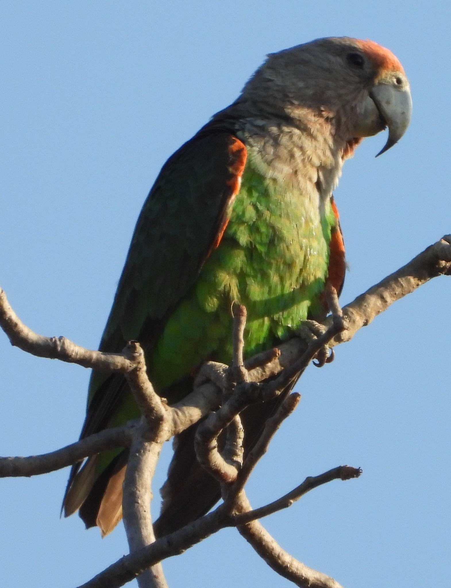 Cape Parrot (Poicephalus robustus), photo 5