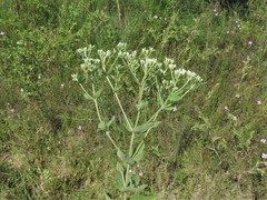 Eupatorium cordigerum