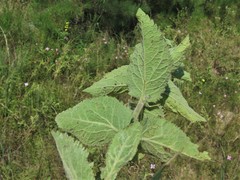 Eupatorium cordigerum