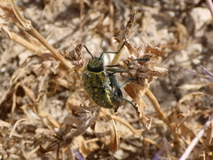 Julodis rothii