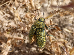 Julodis rothii