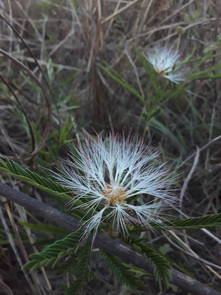 Calliandra virgata