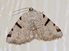 Macaria subcessaria