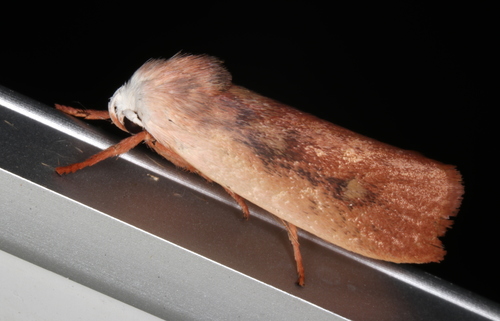 Cryptophasa rubescens Lewin, 1805