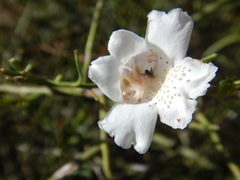 Eremophila polyclada