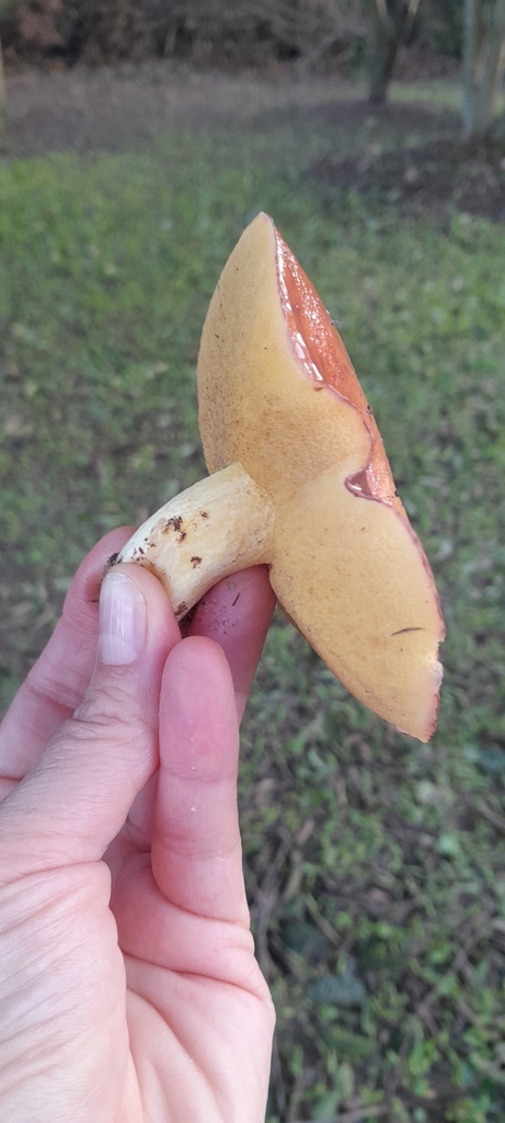 Suillus granulatus