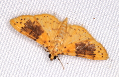 Conogethes semifascialis