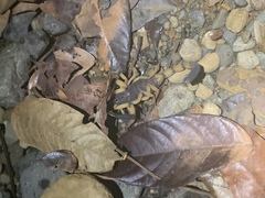 Centruroides bicolor