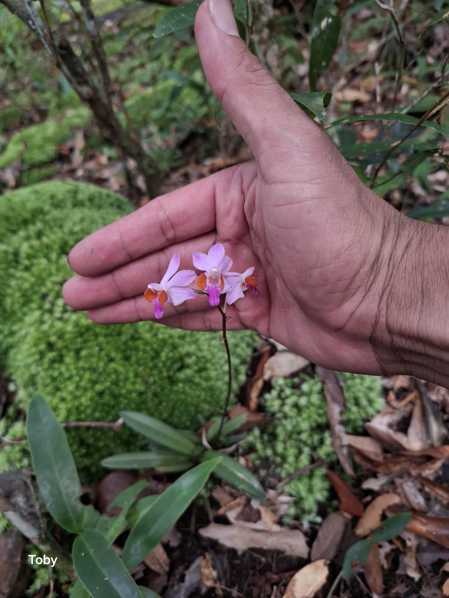 Phalaenopsis pulcherrima — ảnh 2