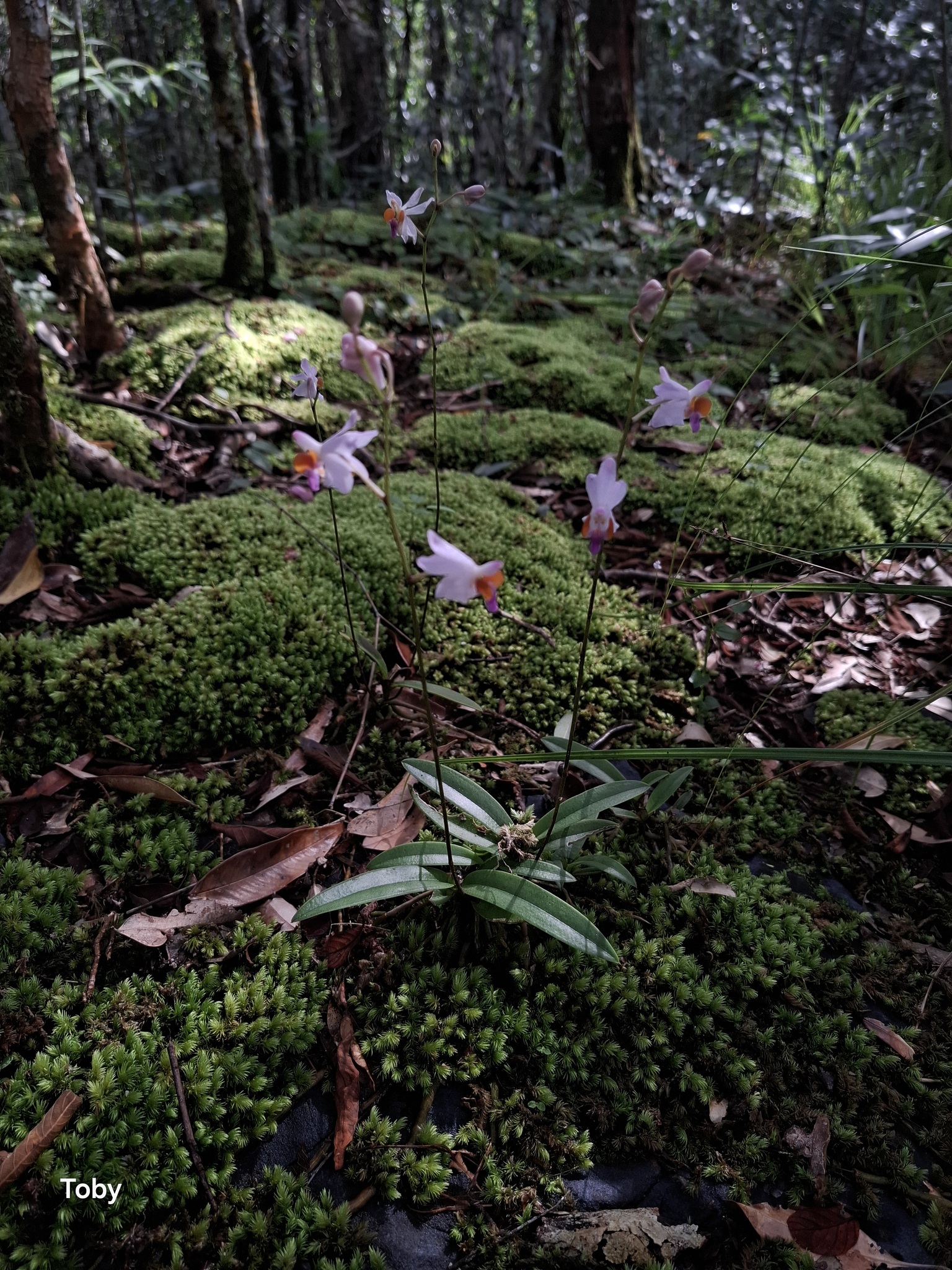 Phalaenopsis pulcherrima (Phalaenopsis pulcherrima)