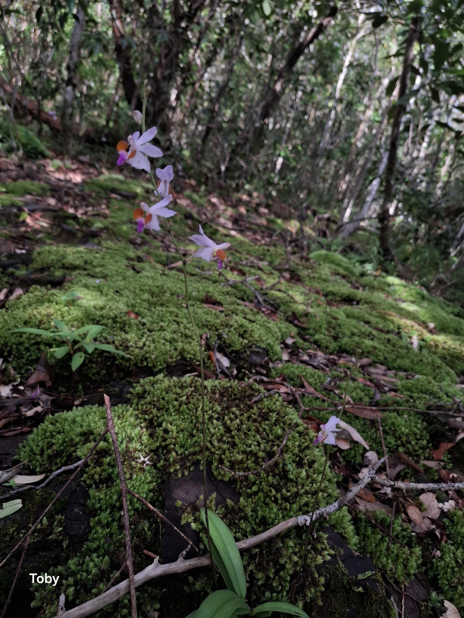 Phalaenopsis pulcherrima — ảnh 3