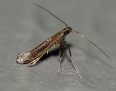 Caloptilia hypericella