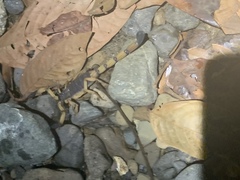 Centruroides bicolor