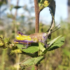 Perixerus
