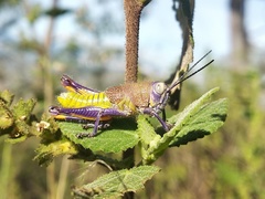 Perixerus