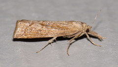 Neodactria luteolellus