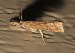 Neodactria luteolellus