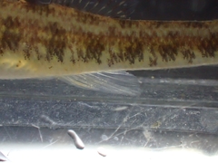 Etheostoma exile