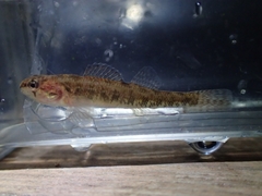 Etheostoma exile