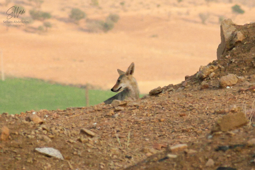 African Wolf