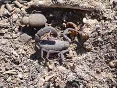 Androctonus crassicauda