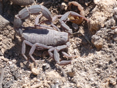 Androctonus crassicauda