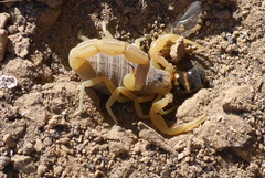 Leiurus hebraeus